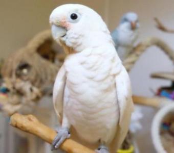 Goffins Cockatoos(Tanimbar Corrella) for Sale