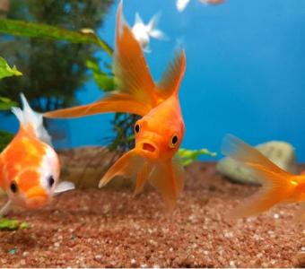 Unlocking the Mysteries: How Long Do Goldfish Really Live?