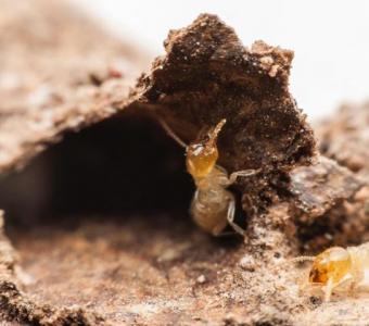 Safe & Eco-Friendly Termite Control with Ecola Termite and Pest Control Services