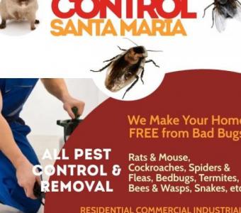 Top Ant Exterminators in My Area - Ecola Termite and Pest Control Services