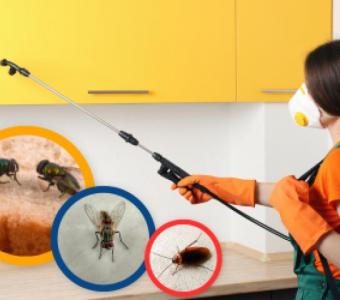 Say Goodbye to Termites: Best Treatment in Ahmedabad!