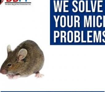 Reliable Mice and Mouse Exterminator in Vaughan - B.B.P.P.