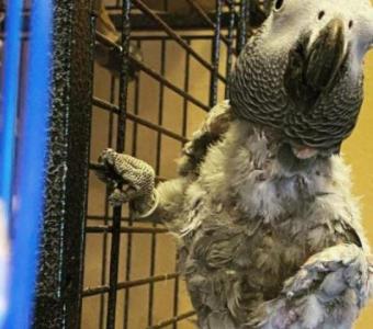 African Grey Jordi for sale