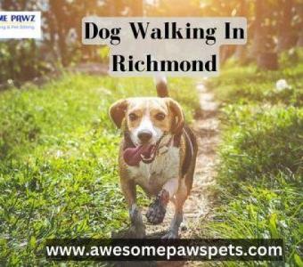 Trusted Dog Walking in Richmond | Awesome Pawz