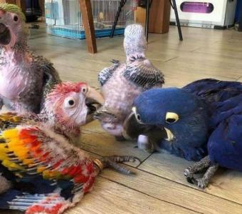 Baby Parrots for Sale