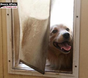 Built-In Doggie Door - Ultimate Pet Convenience