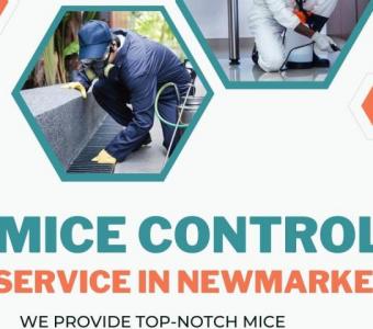 Top-Rated Mice Control Services in Newmarket - BBPP Pest Control