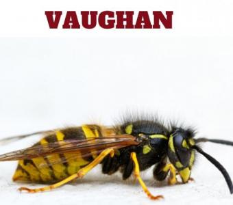 Expert Wasp Control in Vaughan - BBPP Pest Control!