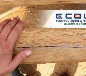 Effective No Tent Termite Treatment | Ecola Pest Control