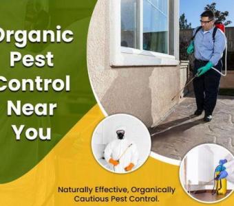 Expert Pest Control for Termites near Me