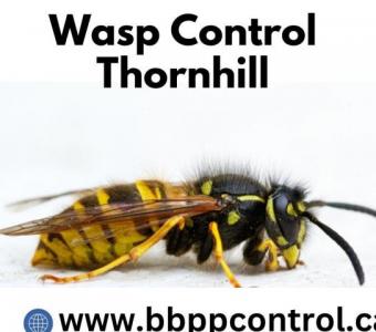 BBPP Pest Control: Your Thornhill Wasp Control Solution