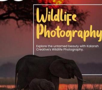 Wildlife photography services in Ahmedand