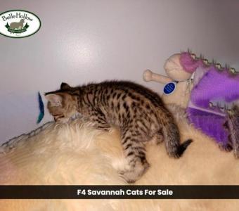 Belle Hollow's F4 Savannah Cats for Sale: Exotic Pets for Your Home