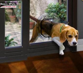 Explore French Patio Doors with a Doggie Door for Ultimate Convenience