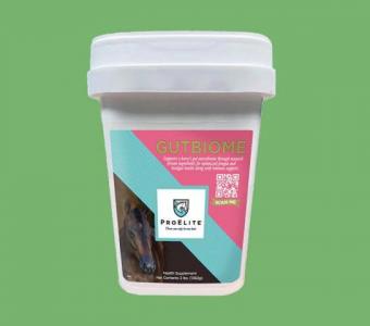 Top-Quality Probiotics for Horses – Support Optimal Gut Flora Today!