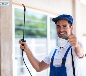 Expert Termite Control in Santa Barbara – Ecola