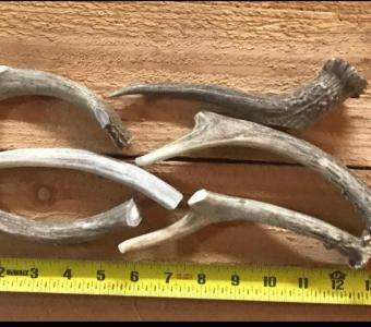 Premium Deer Antlers for Dogs - Worldwide Antler Chews