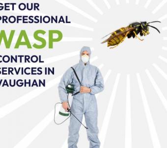 Wasp Control Vaughan – B.B.P.P. Pest Control