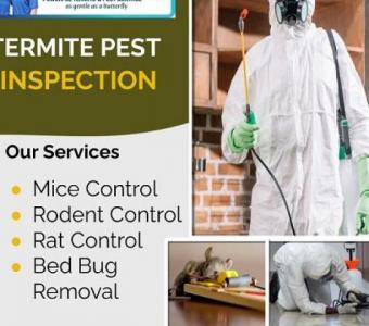 Termite Free Inspection by Ecola Termite and Pest Control Services