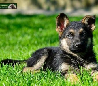 Purebred German Shepherd Puppies: Loyal Companions Ready for Forever Homes