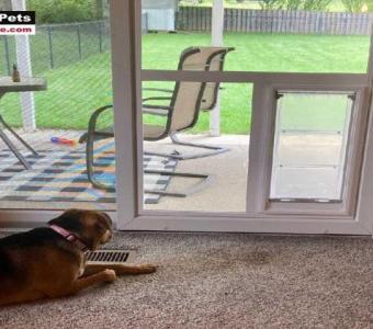 Stylish Single French Door with Dog Door for Pets and People