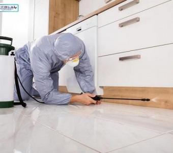 Effective Termite Control in San Diego - Protect Your Home Today