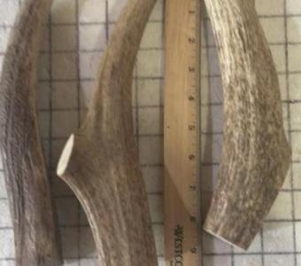 Natural Antler Bones for Dogs