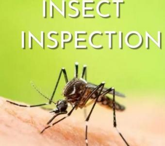 Expert Insect Inspection: Protect Your Home from Unwanted Pests Today!