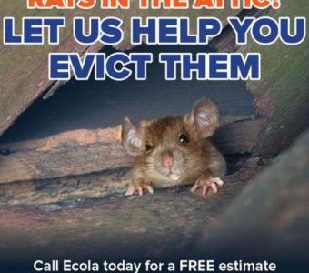 Find the Best Mice Control Solutions for Your Home Today