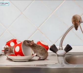 Effective Rats and Mice Control Services - Protect Your Home Now!