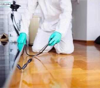 Professional Pest Removal in Los Angeles - Safe & Efficient Service