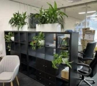 What Is the Best Way to Arrange Corporate Office Plants?