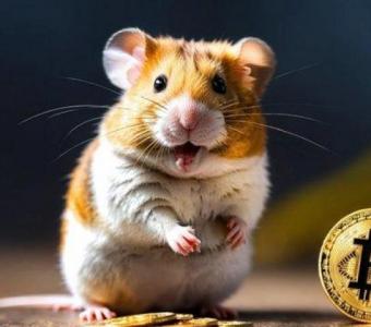 Whitelabel Hamster Kombat Clone Script...!