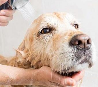 Professional Pet Grooming Supplies