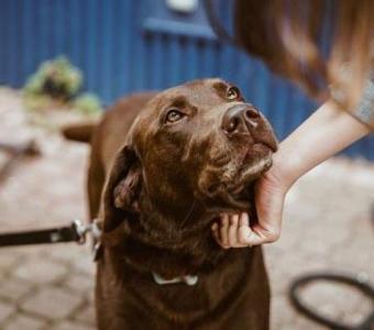 The Science Behind Deer Antlers and Their Benefits for Dogs