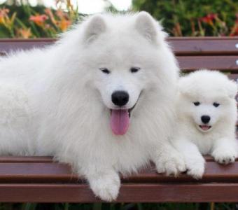 Find Your Perfect Samoyed Puppy with Kabeara Samoyeds