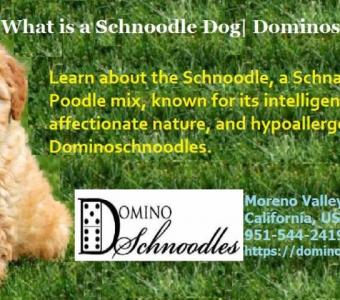 What is a Schnoodle Dog | Dominoschnoodles