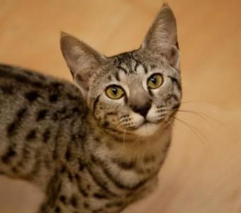 F3 Savannah Cats for Sale – Adopt Exotic F3 Savannahs at Belle Hollow