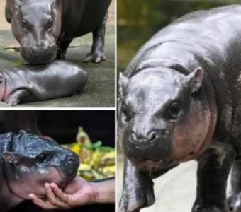 Adorable Baby Hippo Moo Deng Gets His Own Live Feed: Watch 24/7