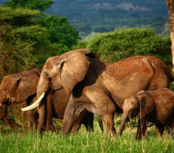 Tanzania Wildlife Tours