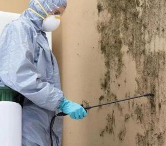 Our Professional Mold Assessment Services are Accurate & Affordable