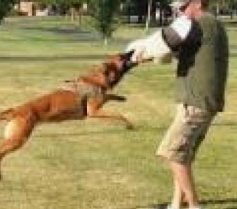 Dog Trainers Phoenix