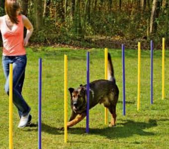 Top Dog Training in Atlanta, GA Expert Trainers & Programs