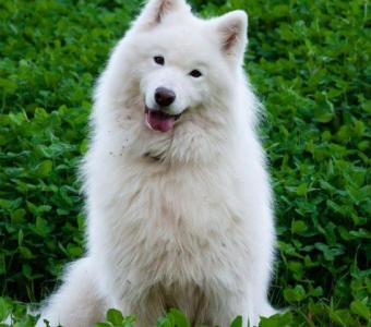 Beautiful and Loyal Samoyed Breeder Near Me