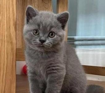 Gorgeous British short hair Kittens Available Now!