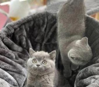 Gorgeous British Shorthair Kittens for Adoption.