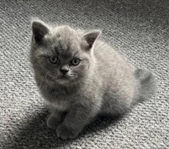 Gorgeous British Shorthair Kittens for Adoption.