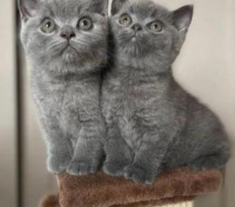 Gorgeous British Short Hair Kittens Available Now!