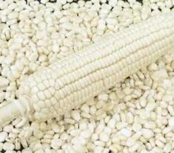 Premium White Corn Kernels – Great for Cooking