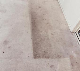 Carpet stain removal service Adelaide